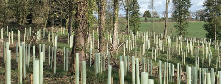 Origin Green-Tech and BHT bring complete forestry solutions to APF